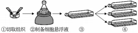 哈三中2026年高三学年第四次模拟考试生物学试题和答案(附word下载) ⊙-第11张图片-四季读书网