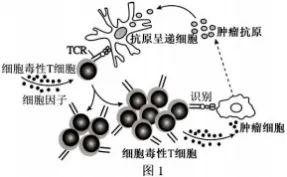 哈三中2026年高三学年第四次模拟考试生物学试题和答案(附word下载) ⊙-第17张图片-四季读书网
