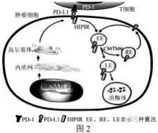 哈三中2026年高三学年第四次模拟考试生物学试题和答案(附word下载) ⊙-第18张图片-四季读书网