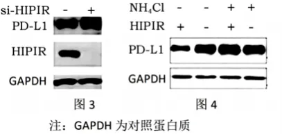 哈三中2026年高三学年第四次模拟考试生物学试题和答案(附word下载) ⊙-第19张图片-四季读书网