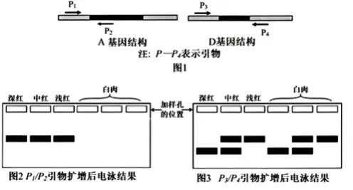 哈三中2026年高三学年第四次模拟考试生物学试题和答案(附word下载) ⊙-第21张图片-四季读书网