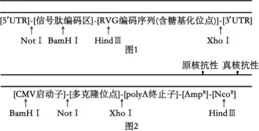 哈三中2026年高三学年第四次模拟考试生物学试题和答案(附word下载) ⊙-第22张图片-四季读书网