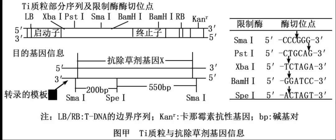 【真题再现】山东卷25题基因工程历年真题重温-第4张图片-四季读书网