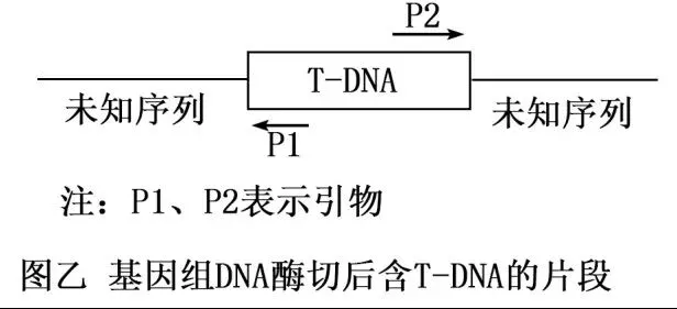 【真题再现】山东卷25题基因工程历年真题重温-第5张图片-四季读书网