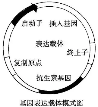【真题再现】山东卷25题基因工程历年真题重温-第6张图片-四季读书网