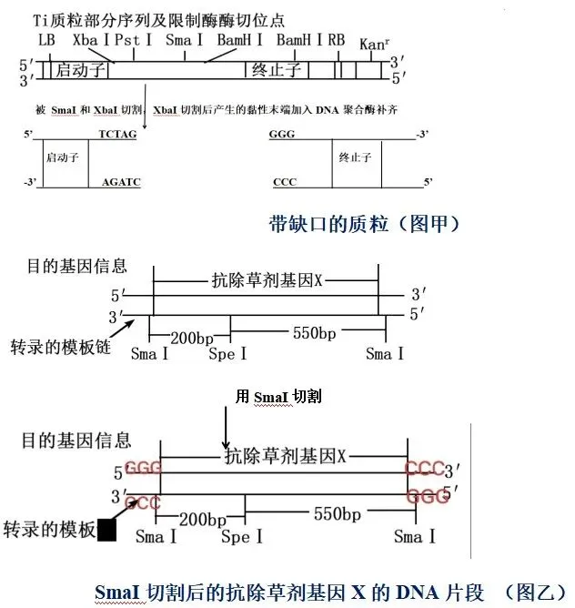 【真题再现】山东卷25题基因工程历年真题重温-第8张图片-四季读书网