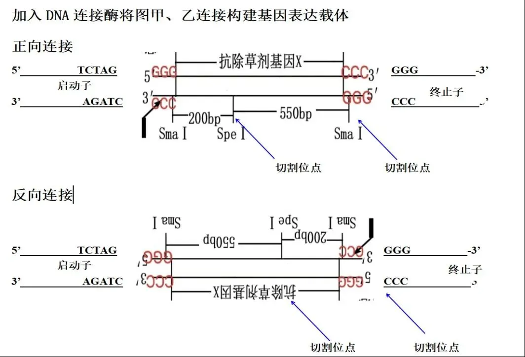 【真题再现】山东卷25题基因工程历年真题重温-第9张图片-四季读书网