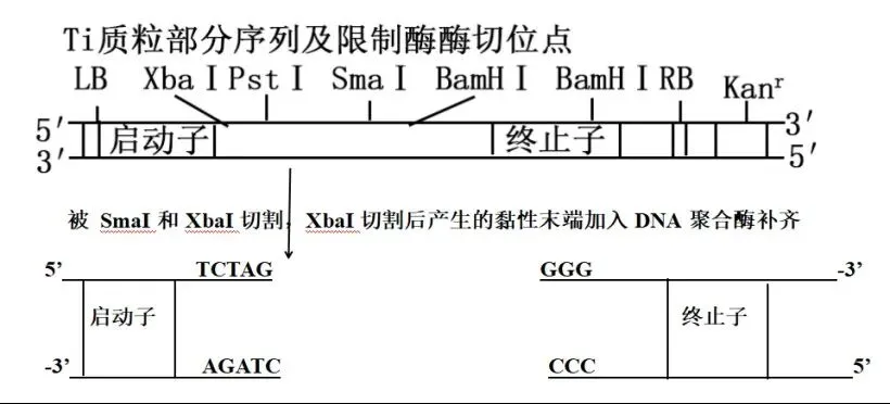 【真题再现】山东卷25题基因工程历年真题重温-第10张图片-四季读书网