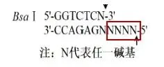 【真题再现】山东卷25题基因工程历年真题重温-第11张图片-四季读书网