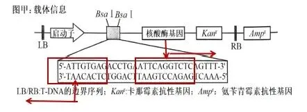 【真题再现】山东卷25题基因工程历年真题重温-第12张图片-四季读书网