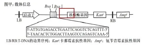 【真题再现】山东卷25题基因工程历年真题重温-第13张图片-四季读书网