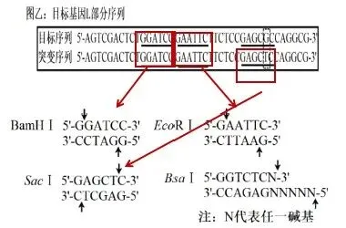 【真题再现】山东卷25题基因工程历年真题重温-第14张图片-四季读书网