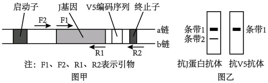 【真题再现】山东卷25题基因工程历年真题重温-第15张图片-四季读书网