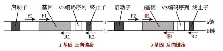 【真题再现】山东卷25题基因工程历年真题重温-第18张图片-四季读书网