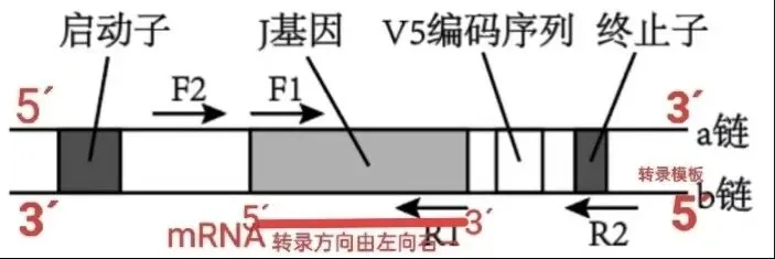 【真题再现】山东卷25题基因工程历年真题重温-第19张图片-四季读书网