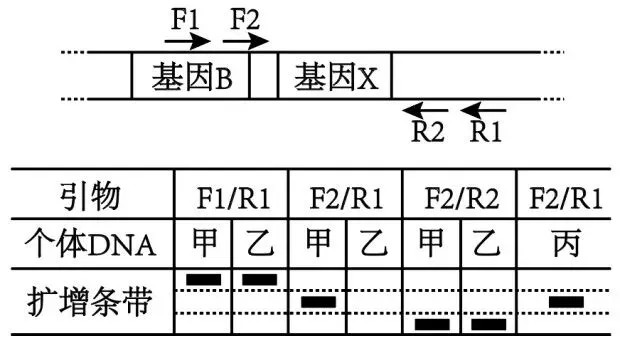 【真题再现】山东卷25题基因工程历年真题重温-第21张图片-四季读书网