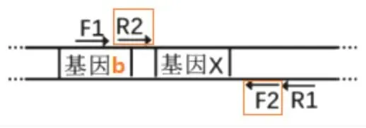 【真题再现】山东卷25题基因工程历年真题重温-第23张图片-四季读书网