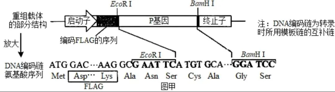 【真题再现】山东卷25题基因工程历年真题重温-第24张图片-四季读书网