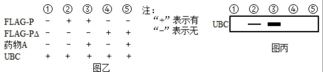 【真题再现】山东卷25题基因工程历年真题重温-第25张图片-四季读书网