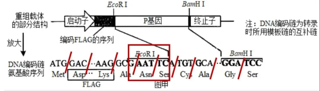 【真题再现】山东卷25题基因工程历年真题重温-第28张图片-四季读书网