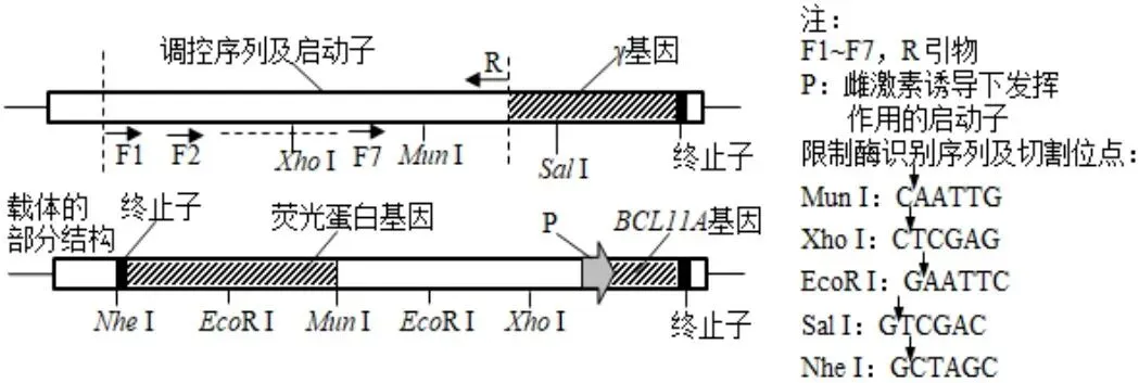 【真题再现】山东卷25题基因工程历年真题重温-第30张图片-四季读书网