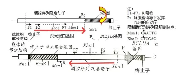 【真题再现】山东卷25题基因工程历年真题重温-第32张图片-四季读书网