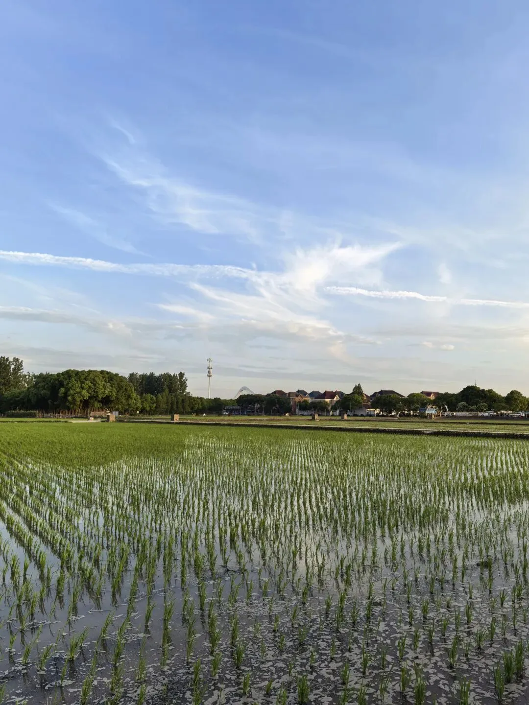 2026上海高中自主招生语文模拟试卷(一)-第3张图片-四季读书网