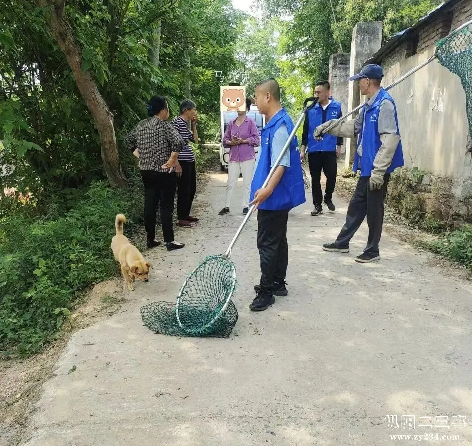 枞阳加大流浪犬只捕捉力度,全力护航高、中考!-第3张图片-四季读书网