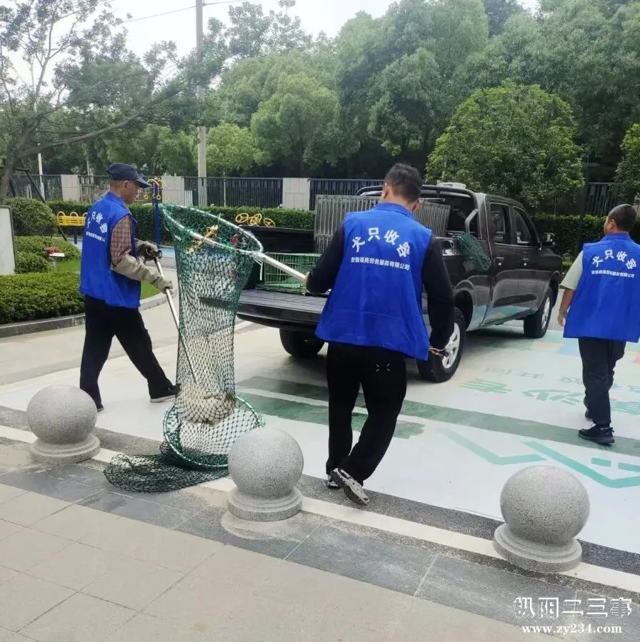 枞阳加大流浪犬只捕捉力度,全力护航高、中考!-第5张图片-四季读书网