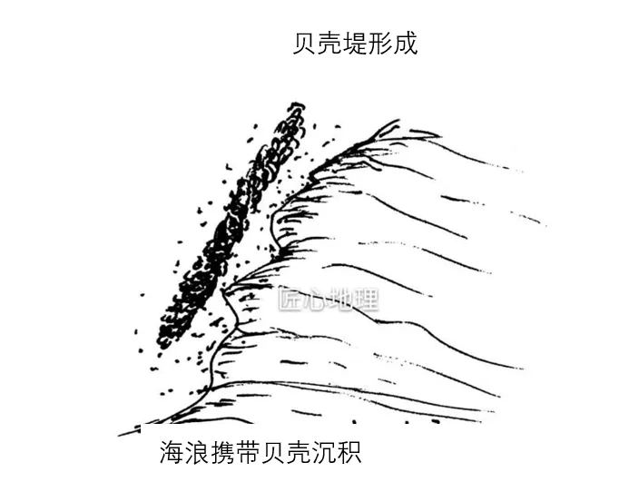 打卡真题 | 贝壳的形成和位置变化(003)-第8张图片-四季读书网