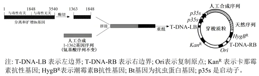 高二下期末-生物-基因工程的综合应用真题汇编试卷考答案解析考点题型-第9张图片-四季读书网