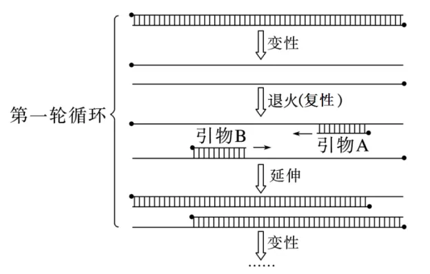 高二下期末-生物-基因工程的综合应用真题汇编试卷考答案解析考点题型-第10张图片-四季读书网