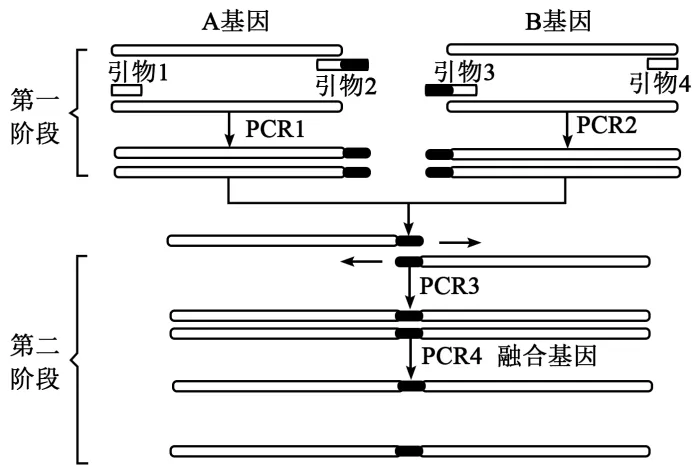 高二下期末-生物-基因工程的综合应用真题汇编试卷考答案解析考点题型-第11张图片-四季读书网