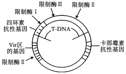 高二下期末-生物-基因工程的综合应用真题汇编试卷考答案解析考点题型-第12张图片-四季读书网