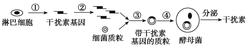 高二下期末-生物-基因工程的综合应用真题汇编试卷考答案解析考点题型-第14张图片-四季读书网