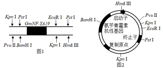 高二下期末-生物-基因工程的综合应用真题汇编试卷考答案解析考点题型-第15张图片-四季读书网