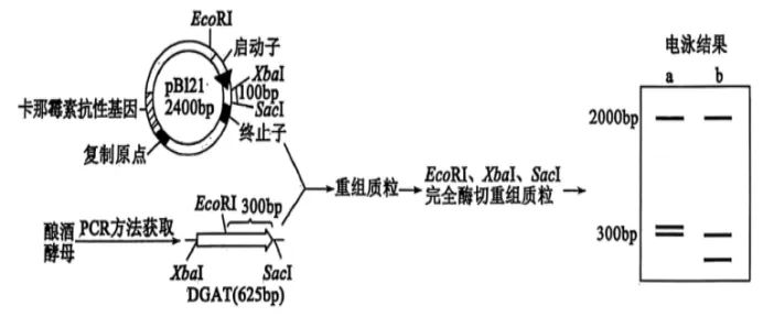 高二下期末-生物-基因工程的综合应用真题汇编试卷考答案解析考点题型-第16张图片-四季读书网