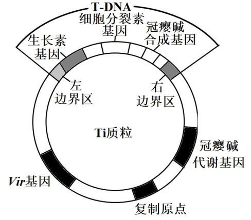 高二下期末-生物-基因工程的综合应用真题汇编试卷考答案解析考点题型-第18张图片-四季读书网