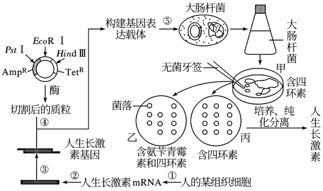 高二下期末-生物-基因工程的综合应用真题汇编试卷考答案解析考点题型-第20张图片-四季读书网