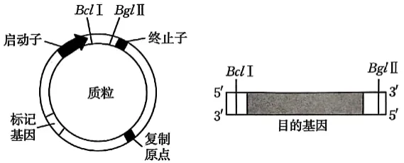 高二下期末-生物-基因工程的综合应用真题汇编试卷考答案解析考点题型-第23张图片-四季读书网