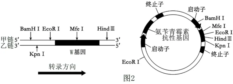 高二下期末-生物-基因工程的综合应用真题汇编试卷考答案解析考点题型-第25张图片-四季读书网