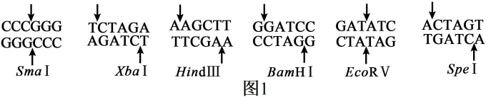 高二下期末-生物-基因工程的综合应用真题汇编试卷考答案解析考点题型-第26张图片-四季读书网