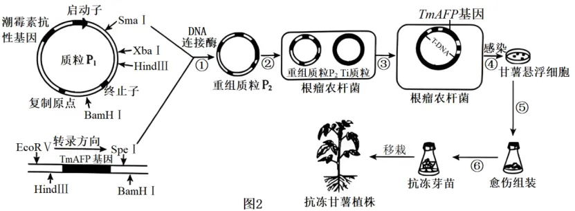 高二下期末-生物-基因工程的综合应用真题汇编试卷考答案解析考点题型-第27张图片-四季读书网
