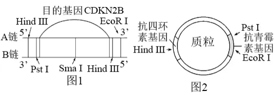 高二下期末-生物-基因工程的综合应用真题汇编试卷考答案解析考点题型-第28张图片-四季读书网