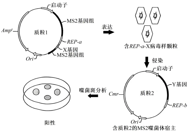 高二下期末-生物-基因工程的综合应用真题汇编试卷考答案解析考点题型-第29张图片-四季读书网