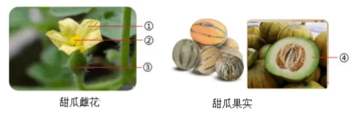2026年生物中考真题演练6:(2025年山西)-第10张图片-四季读书网 2026年生物中考真题演练6:(2025年山西)-第10张图片-四季读书网