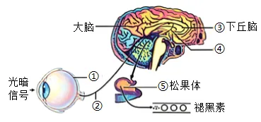 2026年中考生物终极押题卷5份-第3张图片-四季读书网