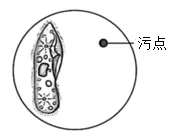 2026年中考生物终极押题卷5份-第6张图片-四季读书网