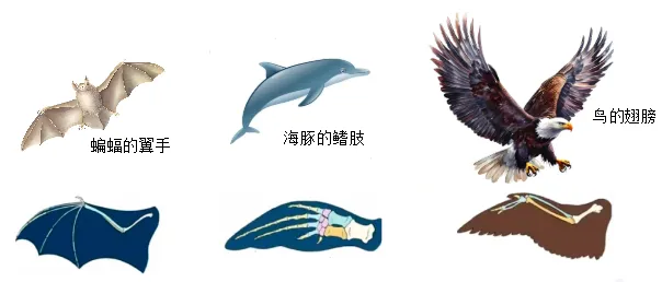 2026年中考生物终极押题卷5份-第8张图片-四季读书网