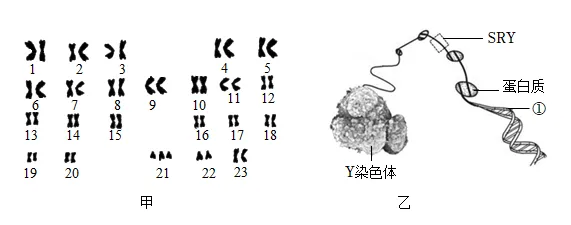 2026年中考生物终极押题卷5份-第9张图片-四季读书网